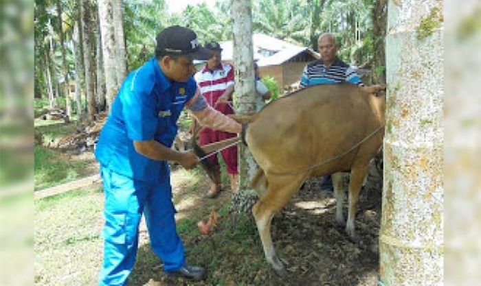 Gratis, Dinas Peternakan Pasuruan Gencarkan Inseminasi Buatan Gratis, Dinas Peternakan Pasuruan Gencarkan Inseminasi Buatan