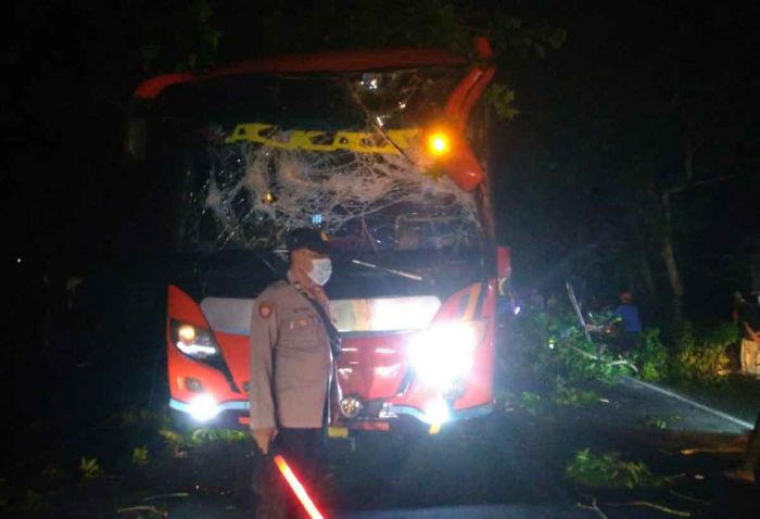 Sebuah Bus Tertimpa Pohon Tumbang Di Jalan Trasak Pamekasan Sebuah Bus Tertimpa Pohon Tumbang Di Jalan Trasak Pamekasan