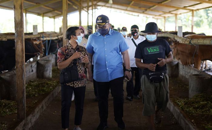 Targetkan Kediri Jadi Penyedia Daging Terbesar, Bupati Dhito Cek Program Korporasi Sapi