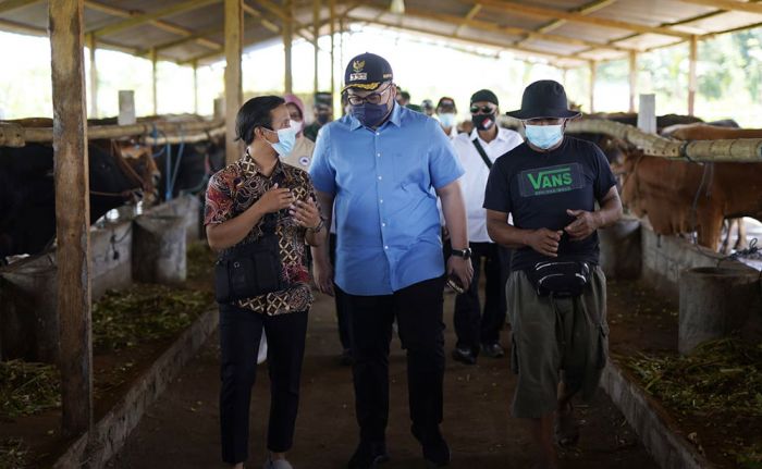 Targetkan Kediri Jadi Penyedia Daging Terbesar, Bupati Dhito Cek Program Korporasi Sapi Targetkan Kediri Jadi Penyedia Daging Terbesar, Bupati Dhito Cek Program Korporasi Sapi