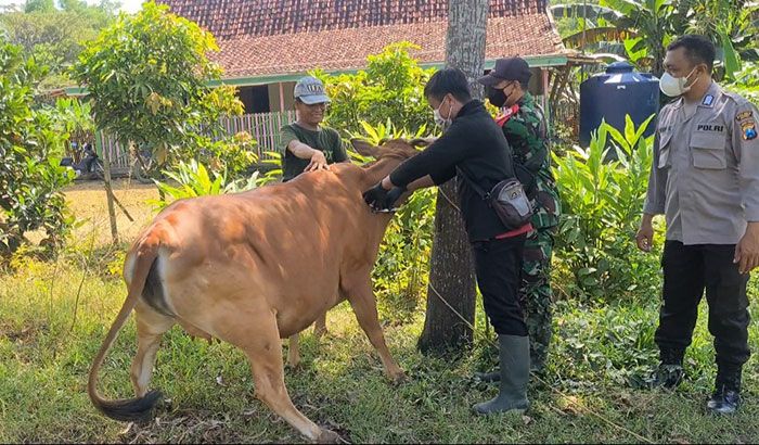 Tanpa APD, Jaka Jatim Pertanyakan Penyuntikan Vaksin PMK di Sampang Tanpa APD, Jaka Jatim Pertanyakan Penyuntikan Vaksin PMK di Sampang