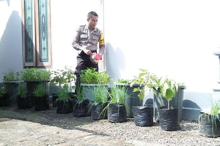 Hobi Aquaponik, Bhabinkamtibmas di Tawun Ngawi Bagikan Sayuran dan Ikan Segar ke Tetangga Hobi Aquaponik, Bhabinkamtibmas di Tawun Ngawi Bagikan Sayuran dan Ikan Segar ke Tetangga