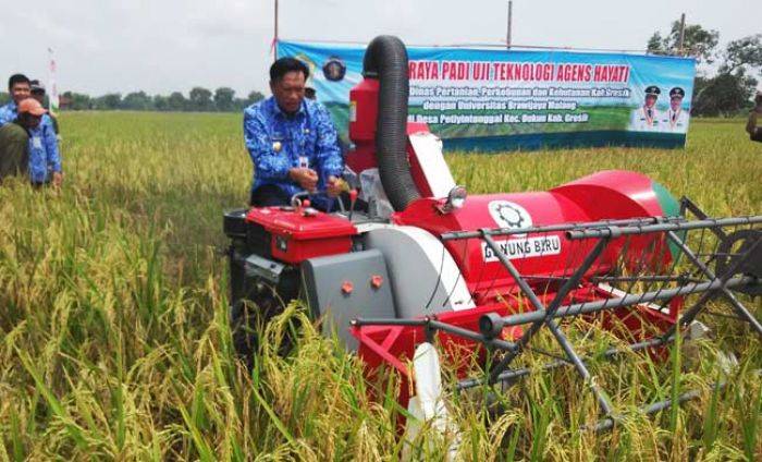 Bupati Gresik Panen Raya Padi di Desa Petiyin Tunggal Bupati Gresik Panen Raya Padi di Desa Petiyin Tunggal