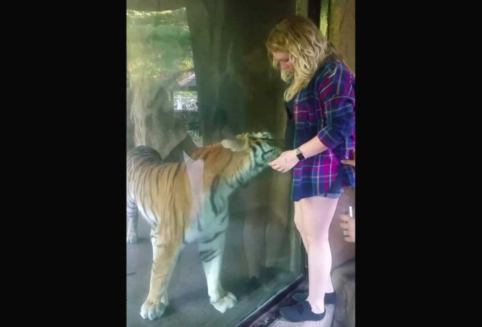 Harimau Kebun Binatang Ini Bereaksi Mesra kepada Ibu Hamil