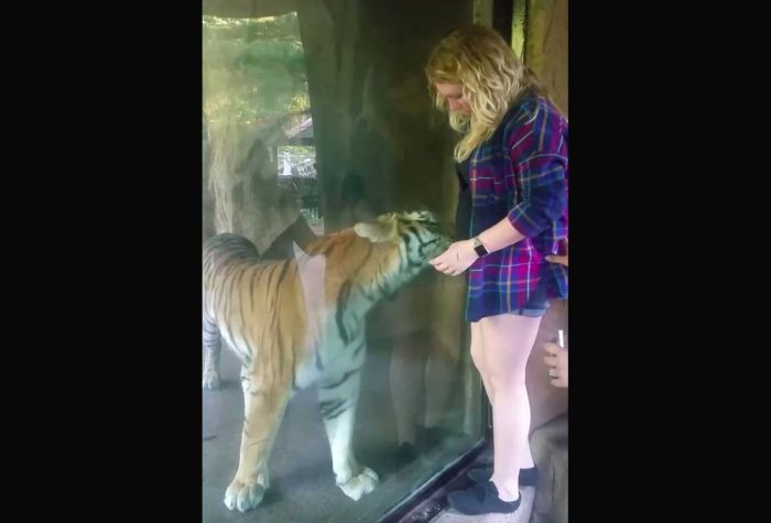 Harimau Kebun Binatang Ini Bereaksi Mesra kepada Ibu Hamil Harimau Kebun Binatang Ini Bereaksi Mesra kepada Ibu Hamil