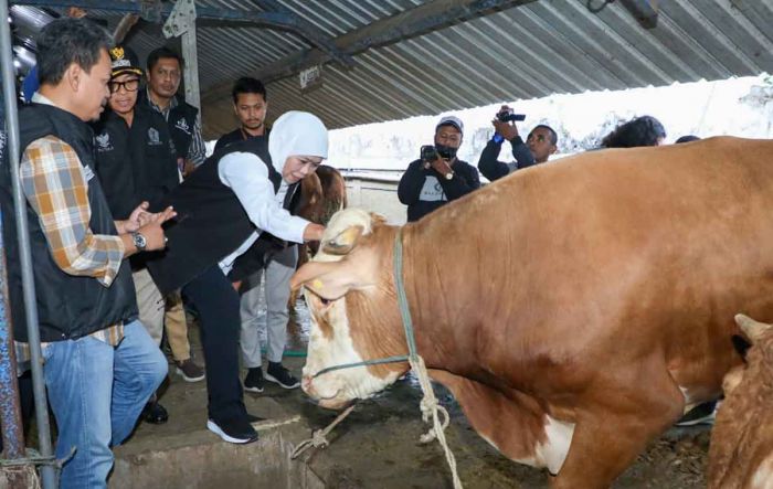 Jelang Idul Adha, Gubernur Khofifah: Ketersediaan Kurban di Jawa Timur Surplus, RPH dan Juleha Cukup