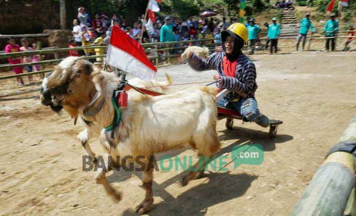 Pacuan Kambing Meriahkan Peringatan HUT RI ke-71 di Wonosalam Jombang Pacuan Kambing Meriahkan Peringatan HUT RI ke-71 di Wonosalam Jombang