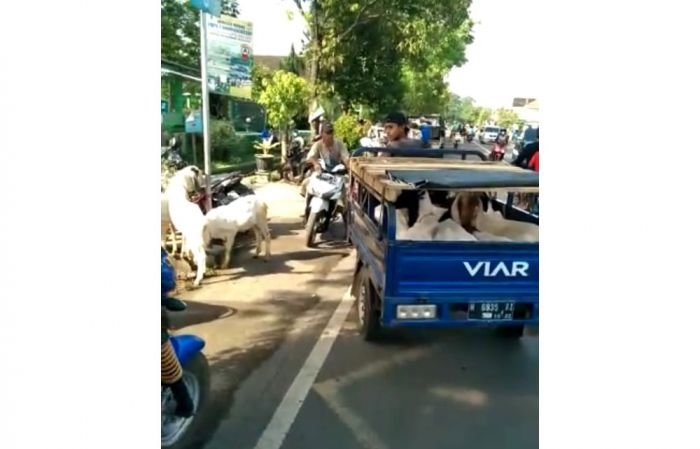 Imbas Penutupan Pasar Hewan di Pasuruan, Pedagang Keleleran di Jalan Imbas Penutupan Pasar Hewan di Pasuruan, Pedagang Keleleran di Jalan