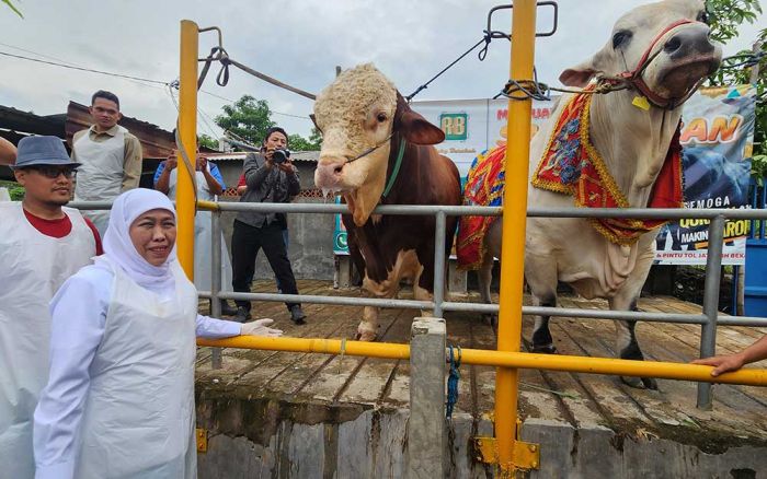 Tinjau Kesiapan Hewan Kurban di Mojokerto, Gubernur Khofifah Pastikan Bebas dari PMK Tinjau Kesiapan Hewan Kurban di Mojokerto, Gubernur Khofifah Pastikan Bebas dari PMK