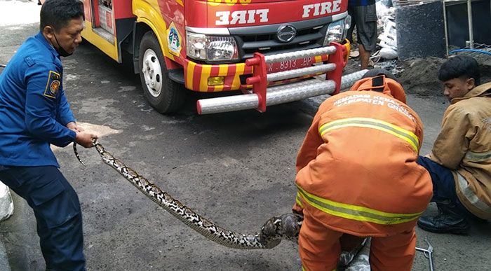 Damkar Gresik Kembali Tangkap Ular Piton di Pekarangan Warga Damkar Gresik Kembali Tangkap Ular Piton di Pekarangan Warga