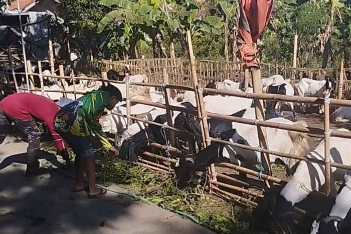 Desa Laden Pamekasan Dijuluki Desa Penjual Hewan Kurban Desa Laden Pamekasan Dijuluki Desa Penjual Hewan Kurban