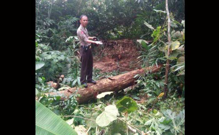 Tebang Pohon, Warga Selorejo Blitar Tewas Tertimpa Tebang Pohon, Warga Selorejo Blitar Tewas Tertimpa