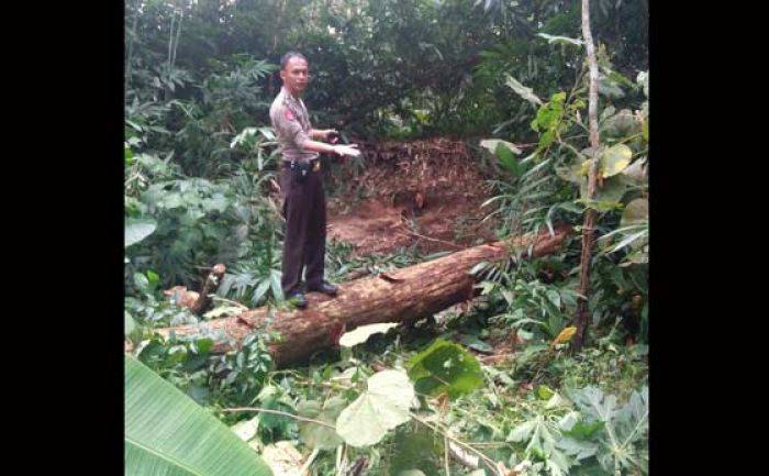 Tebang Pohon, Warga Selorejo Blitar Tewas Tertimpa