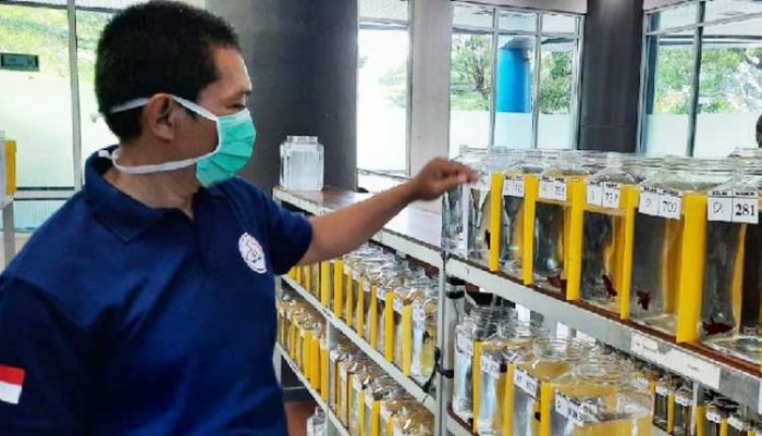 Kediri Betta Club Gelar Kontes Ikan Betta Tingkat Nasional