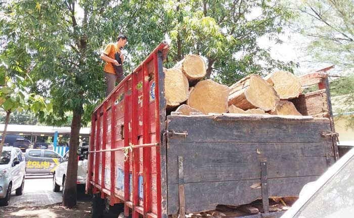 Diduga Terlibat Pembalakan Liar, Polisi Ringkus 2 Petugas Perhutani Situbondo Diduga Terlibat Pembalakan Liar, Polisi Ringkus 2 Petugas Perhutani Situbondo