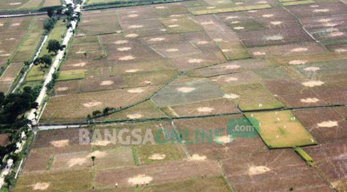 Sering Hujan, Petani di Bojonegoro Diminta segera Panen Padinya