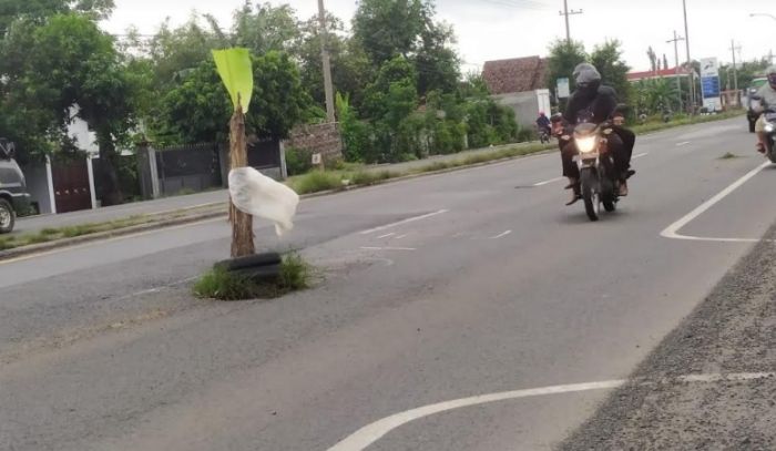 Pohon Pisang Tumbuh di Tengah Jalan Nasional Surabaya - Jombang Pohon Pisang Tumbuh di Tengah Jalan Nasional Surabaya - Jombang