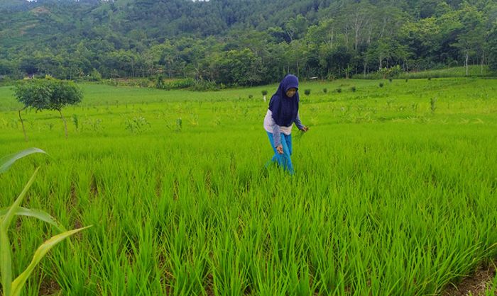 Ini Kriteria Petani yang Berhak Dapat Bantuan Pupuk Gratis dari Kementan