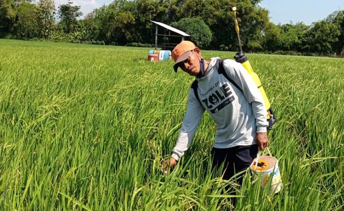 Puluhan Hektare Padi Terserang Penyakit Potong Leher, Petani Kediri Terancam Rugi Besar