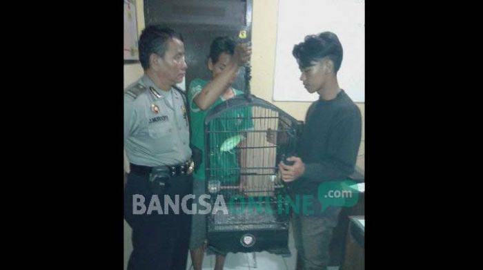 Dua ‪Maling Burung  di Buduran Sidoarjo Nyonyor Dimassa