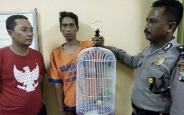Maling Love Bird di Desa Bligo Ditangkap Maling Love Bird di Desa Bligo Ditangkap