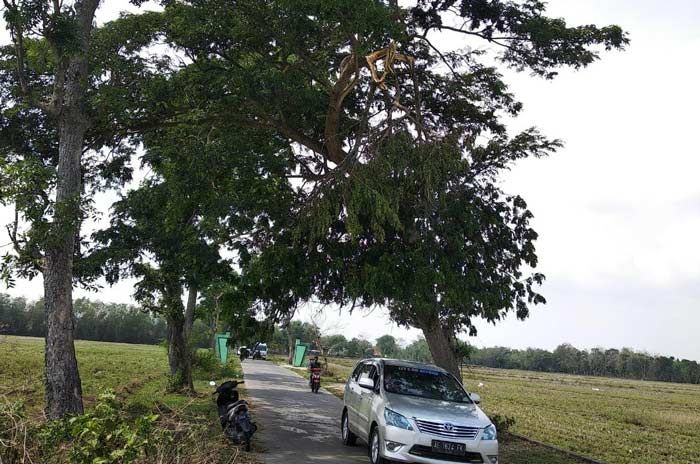 Sejumlah Pohon Tumbang Akibat Puting Beliung di Singgahan Dibiarkan Semrawut