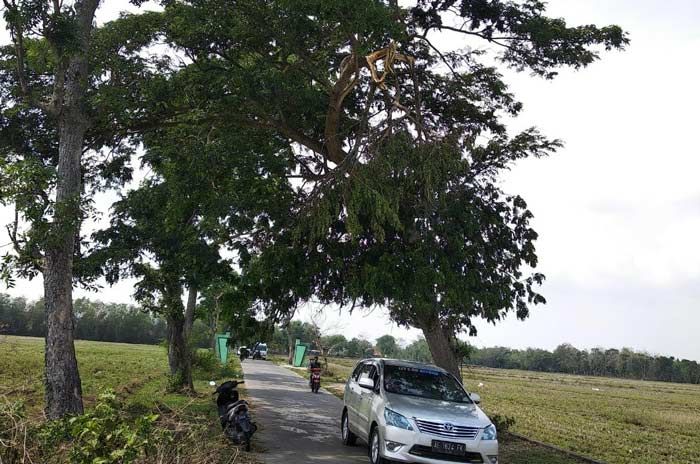 Sejumlah Pohon Tumbang Akibat Puting Beliung di Singgahan Dibiarkan Semrawut Sejumlah Pohon Tumbang Akibat Puting Beliung di Singgahan Dibiarkan Semrawut