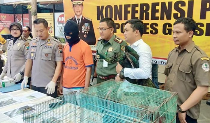 Polres Gresik dan BKSDA Amankan Belasan Burung Langka Senilai Puluhan Juta Rupiah