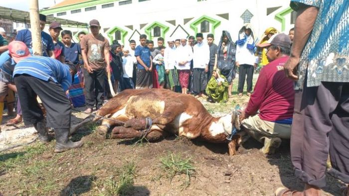 Dibagikan ke NU, Muslimat dan Warga, PP Amanatul Ummah Kurban 44 Sapi dan 250 Kambing