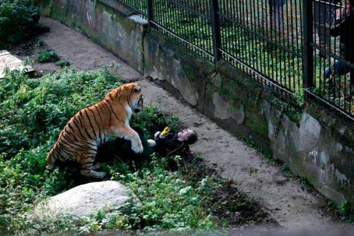Perawat Binatang Diterkam Macan, Pengunjung Kebun Binatang Lemparkan Apa Saja untuk Menyelamatkan Perawat Binatang Diterkam Macan, Pengunjung Kebun Binatang Lemparkan Apa Saja untuk Menyelamatkan