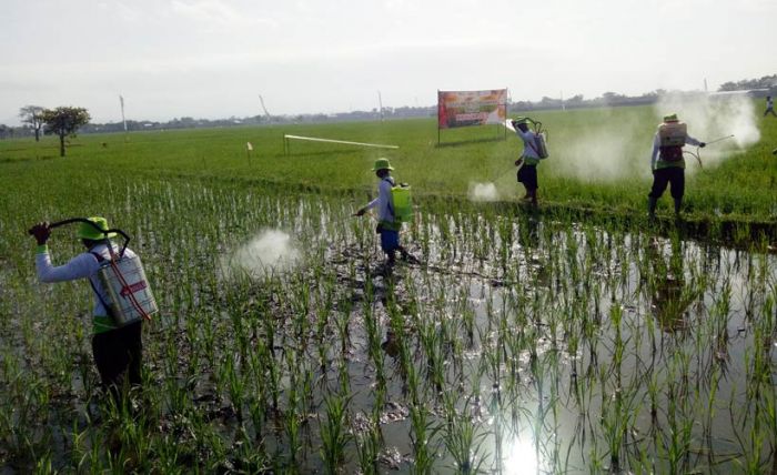 Tingkatkan Kesadaran Pentingnya Pupuk Organik, 30 Ha Lahan Tanaman Padi Disemprot Phonska Oca