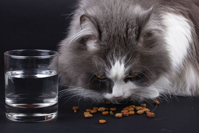 Memahami Nutrisi dan Bahan Makanan untuk Kucing Memahami Nutrisi dan Bahan Makanan untuk Kucing