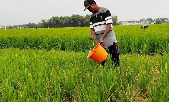 300 Hektare Lahan Padi di Jombang Terancam Gagal Panen Akibat Kekeringan 300 Hektare Lahan Padi di Jombang Terancam Gagal Panen Akibat Kekeringan