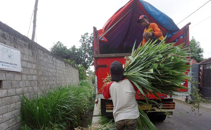 Ikut Langkah Wali Kota Kediri, Komunitas Kambing Etawa Kota Kediri Kirim Pakan Ternak ke Lumajang