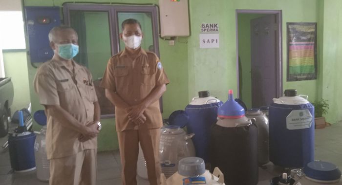 Mengintip Bank Sperma Sapi Milik Disnakeswan Lamongan