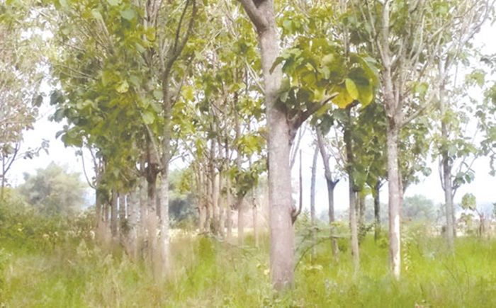 Pria di Ngawi Tewas Tersetrum, Nyangkut di Pohon Jati Pria di Ngawi Tewas Tersetrum, Nyangkut di Pohon Jati