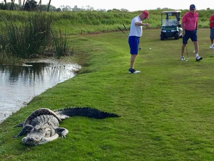 Pertandingan Golf Terhenti karena Pertarungan Hidup Mati Ular vs Buaya Pertandingan Golf Terhenti karena Pertarungan Hidup Mati Ular vs Buaya