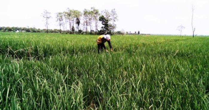 Petani Bojonegoro Keluhkan Harga dan Langkanya Pupuk