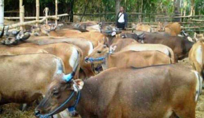 Sapi Bansos dari Disnak Jatim Dijual Sapi Bansos dari Disnak Jatim Dijual