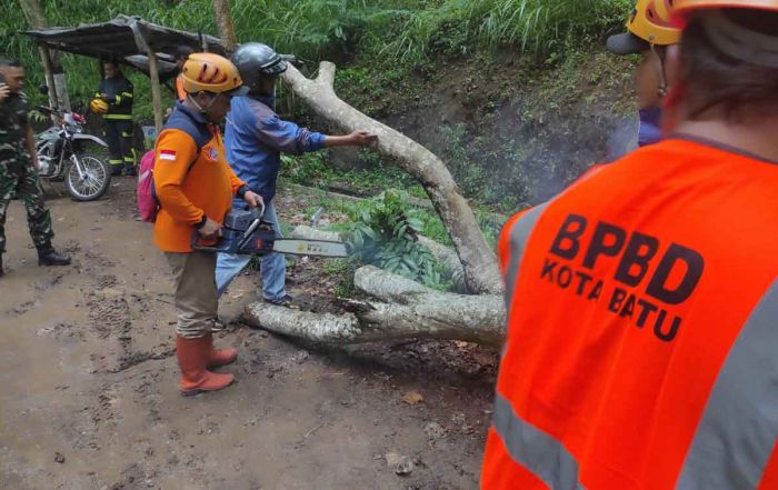 Penyebab Pohon Trengguli Tumbang di Jalan Trunojoyo Kota Batu Penyebab Pohon Trengguli Tumbang di Jalan Trunojoyo Kota Batu