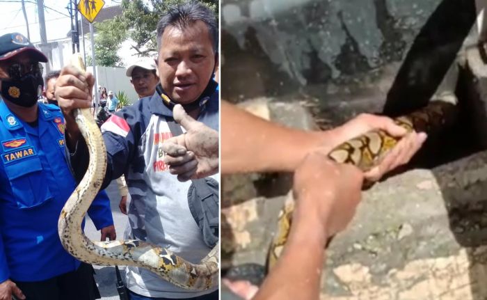 Seekor Ular Sanca Sepanjang Dua Meter Muncul di Gorong-Gorong Jalan Ciliwung Kota Blitar