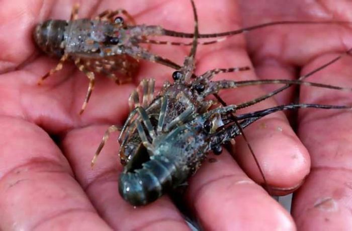 Pemerintah Pusat Bakal Tangani Langsung Soal Penertiban Alat Penangkap Baby Lobster Pemerintah Pusat Bakal Tangani Langsung Soal Penertiban Alat Penangkap Baby Lobster
