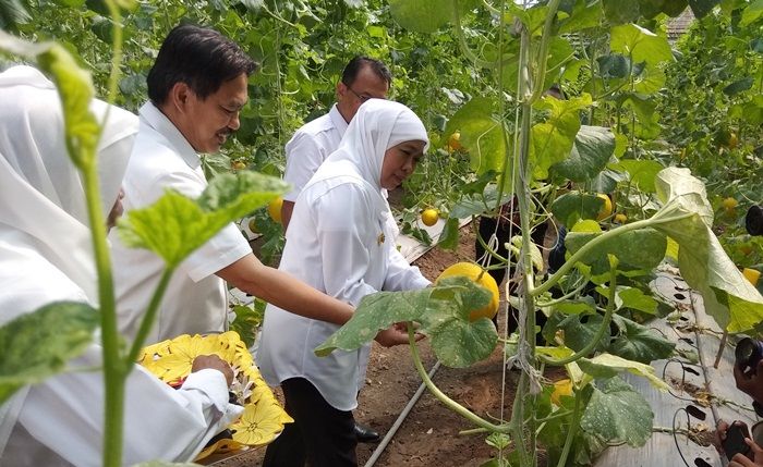 Kunjungi UPT PATPH, Khofifah Petik Melon Berbentuk Hati Kunjungi UPT PATPH, Khofifah Petik Melon Berbentuk Hati