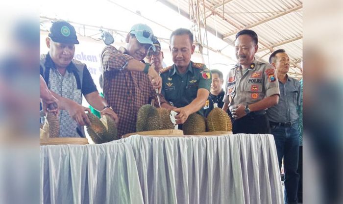Durian Kakap Asal Pasuruan, Rasanya Luar Biasa, Sayang Kurang Dikenal Durian Kakap Asal Pasuruan, Rasanya Luar Biasa, Sayang Kurang Dikenal