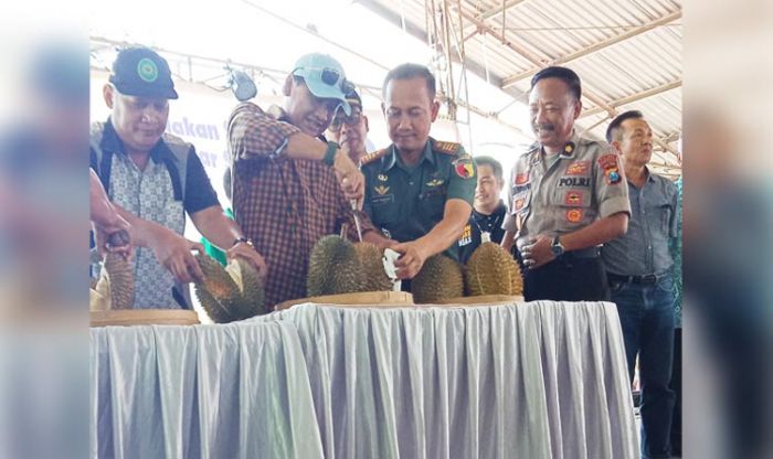 Durian Kakap Asal Pasuruan, Rasanya Luar Biasa, Sayang Kurang Dikenal