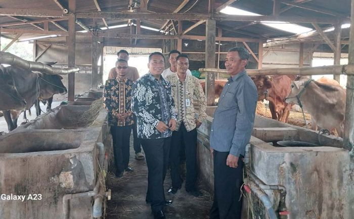 Muncul Isu Bantuan Sapi di Widang Lenyap, Ternyata Begini Hasil Pemeriksaan Inspektorat Muncul Isu Bantuan Sapi di Widang Lenyap, Ternyata Begini Hasil Pemeriksaan Inspektorat