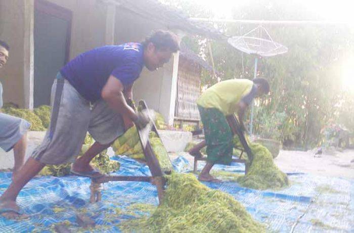 UPT Dishutbun Kecamatan Gayam Sumenep Dikeluhkan Petani, Dianggap Programnya tak Jalan UPT Dishutbun Kecamatan Gayam Sumenep Dikeluhkan Petani, Dianggap Programnya tak Jalan