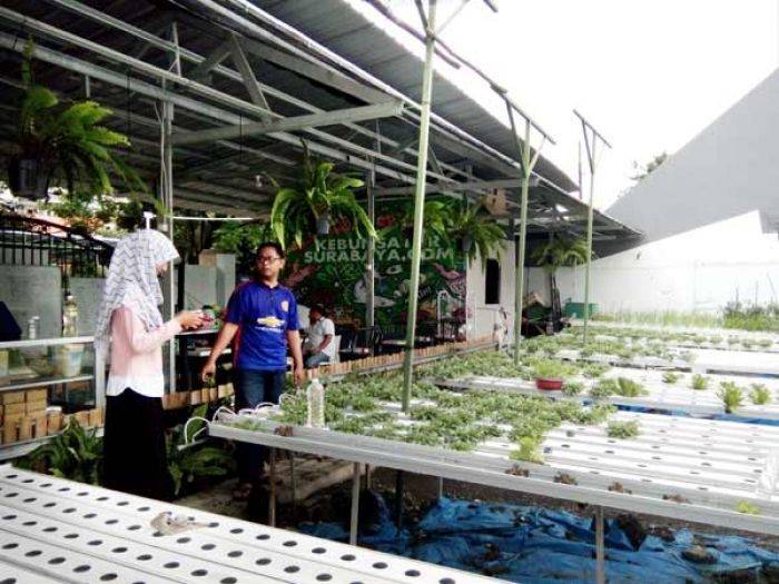 Kebun Sayur Hidroponik di Ketintang, Hasilnya Jadi Berbagai Produk Makanan Olahan Kebun Sayur Hidroponik di Ketintang, Hasilnya Jadi Berbagai Produk Makanan Olahan
