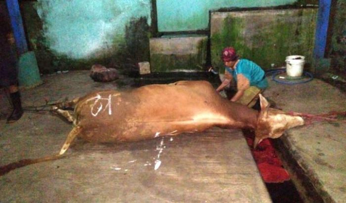 Penuhi Syarat NKV, Pemkab Pasuruan Perbaiki RPH Secara Bertahap Penuhi Syarat NKV, Pemkab Pasuruan Perbaiki RPH Secara Bertahap