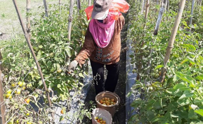 Harga Jual Tinggi, Petani Tomat di Kabupaten Kediri Tersenyum Lega Harga Jual Tinggi, Petani Tomat di Kabupaten Kediri Tersenyum Lega